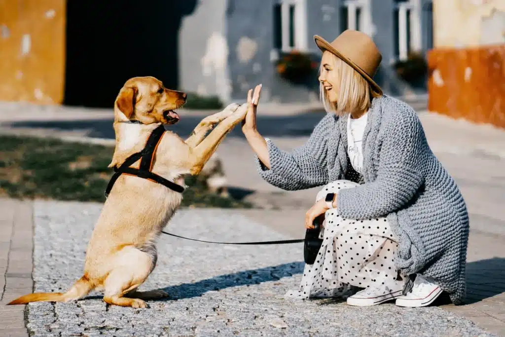 plantas e animais imagem 002 5 animais de estimacao faceis de cuidar blog melhore seus dias 1200 800