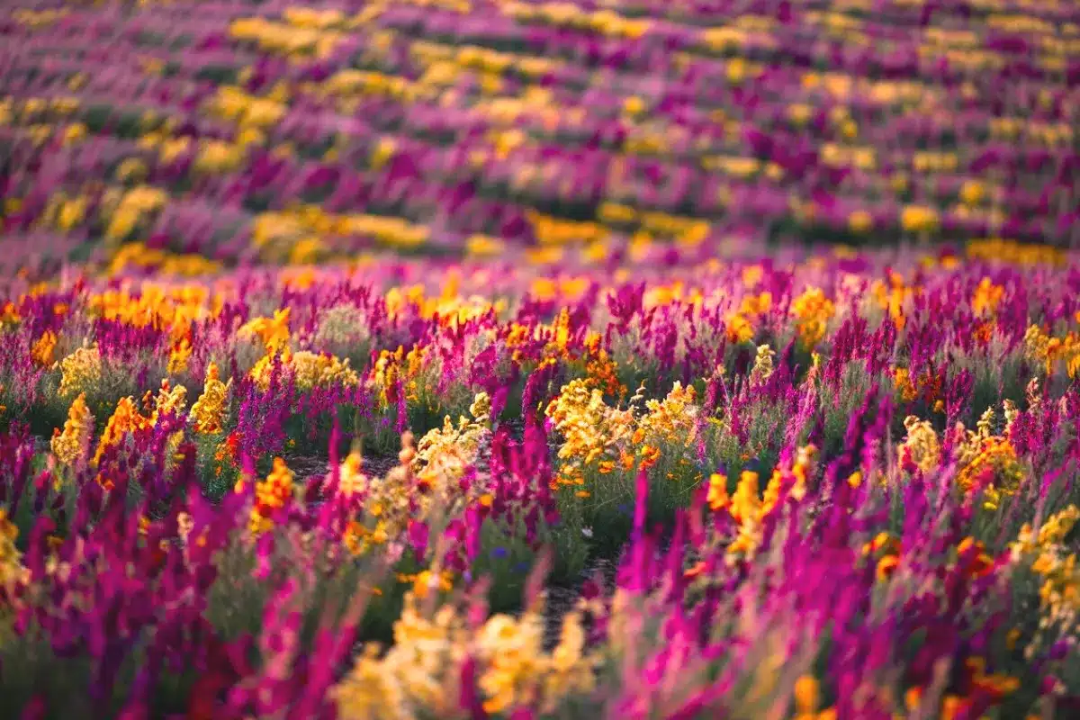 As 6 Flores Mais Conhecidas do Brasil! 11 plantas-e-animais-6-flores-mais-conhecidas-brasil-blog-melhore-seus-dias-1200-800-imagem-010