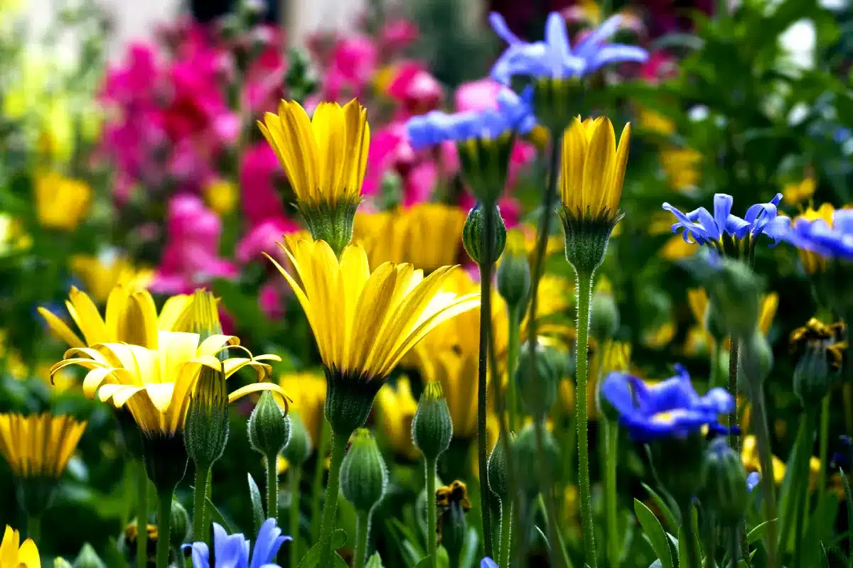 As 6 Flores Mais Conhecidas do Brasil! 10 plantas-e-animais-6-flores-mais-conhecidas-brasil-blog-melhore-seus-dias-1200-800-imagem-09