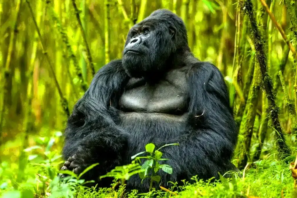 plantas-e-animais-6-animais-mais-raros-do-mundo-gorila da-montanha-gorilla-beringei-beringei-blog-melhore-seus-dias-imagem-07