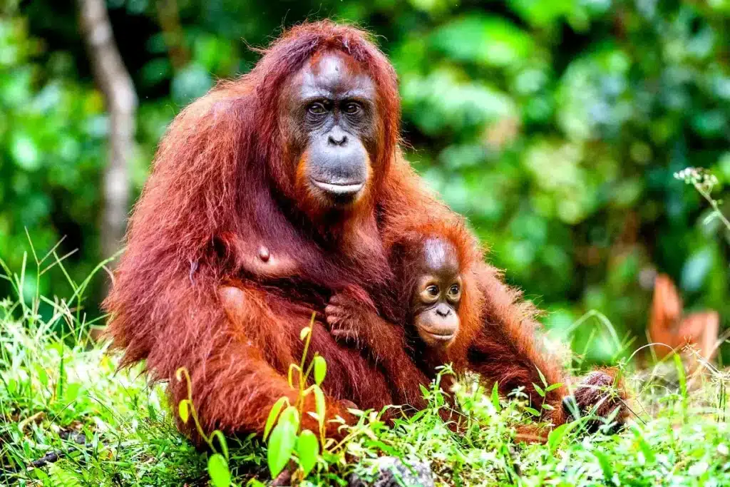 plantas-e-animais-6-animais-mais-raros-do-mundo-orangotango-de-borneu-pongo-pygmaeus-blog-melhore-seus-dias-imagem-08