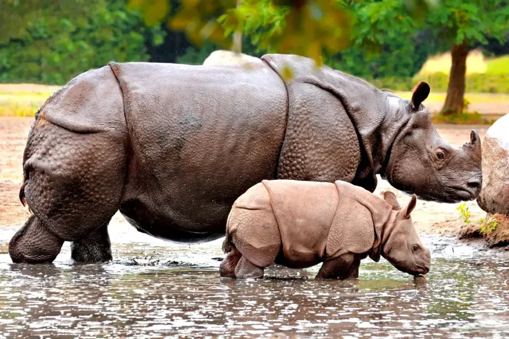 plantas-e-animais-6-animais-mais-raros-do-mundo-rinoceronte-de-java-rhinoceros-sondaicus-blog-melhore-seus-dias-imagem-05