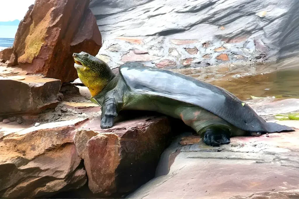 plantas-e-animais-6-animais-mais-raros-do-mundo-tartaruga-de-casco-mole-do-yangtze-rafetus-swinhoeiblog-melhore-seus-dias-imagem-06