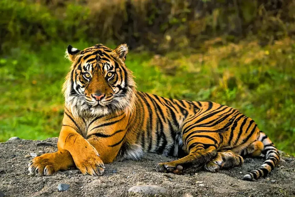 plantas-e-animais-6-animais-mais-raros-do-mundo-tigre-de-sumatra-panthera-tigris-sumatrae-blog-melhore-seus-dias-imagem-09