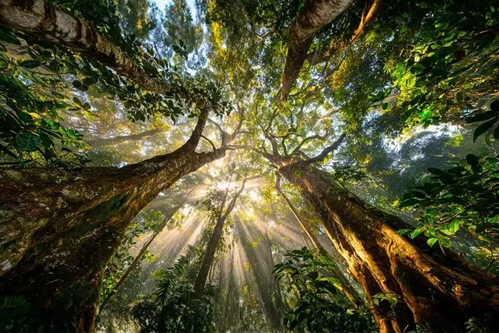 Natureza e Meio Ambiente: 8 Passos Para Aplicar ao Cotidiano 9 Raios de sol dourado penetrando dossel de floresta tropical brasileira, iluminando vegetação exuberante e névoa matinal, evocando beleza e complexidade da natureza.